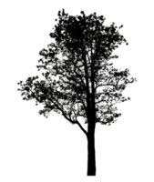 Realistic tree silhouette isolated on transparent background with clipping path and alpha channel png