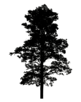 Realistic tree silhouette isolated on transparent background with clipping path and alpha channel png