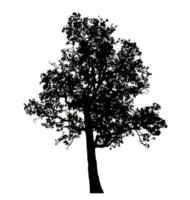 Realistic tree silhouette isolated on transparent background with clipping path and alpha channel png