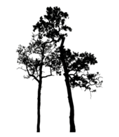Realistic tree silhouette isolated on transparent background with clipping path and alpha channel png
