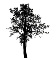 Realistic tree silhouette isolated on transparent background with clipping path and alpha channel png