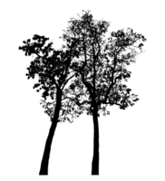 Realistic tree silhouette isolated on transparent background with clipping path and alpha channel png