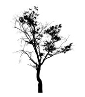 Realistic tree silhouette isolated on transparent background with clipping path and alpha channel png