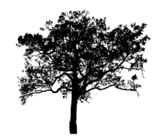 Realistic tree silhouette isolated on transparent background with clipping path and alpha channel png