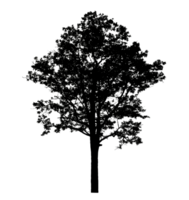 Realistic tree silhouette isolated on transparent background with clipping path and alpha channel png