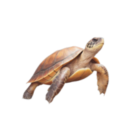 Turtle Shell Reptile Ocean Animal png
