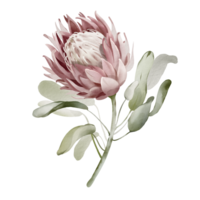 Watercolor illustration of a tropical flower. Protea close up hand drawn on an isolated background. Colorful wedding exotic flower. Australian botany poster. Plant element for postcard. png