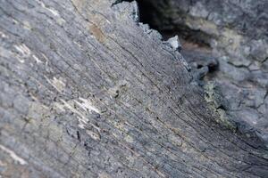 wood texture background burning and turning into wood charcoal. photo concept for forest burning, illegal logging causing climate change