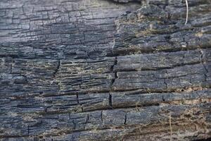 wood texture background burning and turning into wood charcoal. photo concept for forest burning, illegal logging causing climate change
