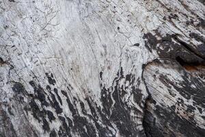 wood texture background burning and turning into wood charcoal. photo concept for forest burning, illegal logging causing climate change