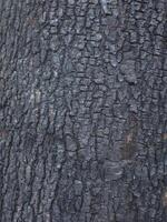 wood texture background burning and turning into wood charcoal. photo concept for forest burning, illegal logging causing climate change