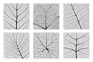 Leaf vein texture abstract background set with close up plant leaf cells ornament texture pattern. vector