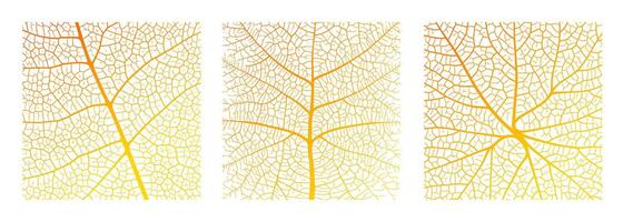 Leaf vein texture abstract background with close up plant leaf cells ornament texture pattern. vector
