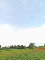 beautiful view of the rice fields with a blue sky and white clouds in the background photo