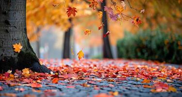bright autumn scene in a park with colorful leaves falling from a tree and covering a paved path. Blurred background, red, orange, yellow autumn leaves. Autumn background with copy space photo