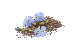 Flax linseed flower and seeds over white background photo