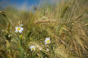 Close-up of daisies and barley in a summer field with sunlight photo