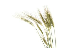 Rye stems isolated on white background with copy space photo