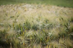 Lush barley field swaying gently in the breeze on a sunny day photo