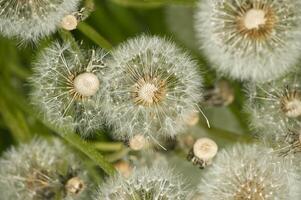 Closeup view of dandelion seed heads standing out in verdant field during the spring season photo