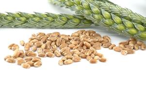 Green wheat stems and wheat grains isolated on white background photo