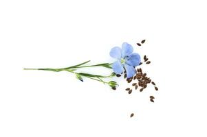 Common flax flowers, stalks and seeds isolated on white photo