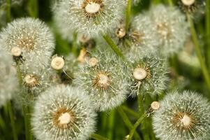 Close-up of dandelion seed heads in a green field during springtime photo