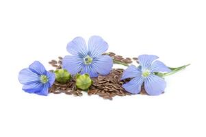 Blue flax blossom and seeds over white background photo