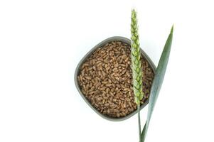 Wheat grains in a bowl with a wheat spike and leaf on a white background photo