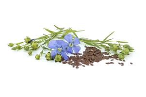 Flax linseed flower and seeds over white background photo