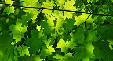 Sunlight filtering through green leaves in a lush forest canopy photo