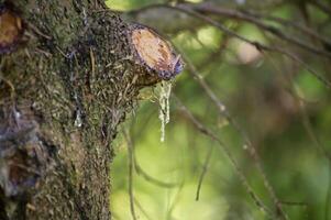 Close-up of tree bark with dripping sap in a forest, natural beauty and tranquility photo