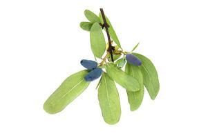 Blue Honeysuckle berries isolated on white background photo