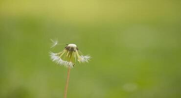 Close-up of dandelion seed head against a blurred green background in spring photo