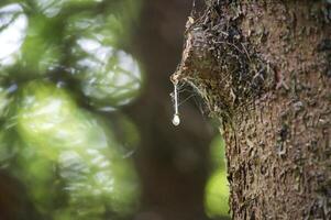 Close-up of tree bark with clear resin drop in forest environment photo