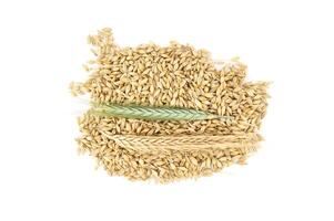 Barley seeds with the outer husk ears over white photo