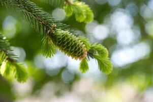 Young fir cone on fir tree branch over blurred background photo