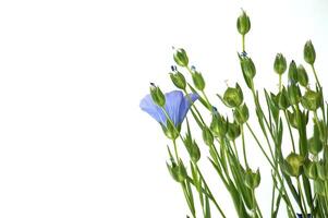 Blue flax blossom in close up over white background photo