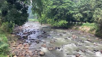 Natural river stream in tropical forest in Asia, beautiful scenery of water flowing, with rocks and tree at background, dreamy and peaceful video