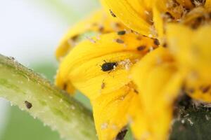 Observation of Aphids and Insects Feeding on the Yellow Petals of Flowers in a Spring Garden photo