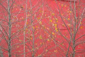 Sparse yellowleaved trees against red wall, creating visual contrast and autumn colors photo