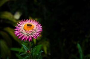 Pink color of Straw flowers or Paper daisy on its tree that have a bee on pollen with dark green blurred garden background. photo