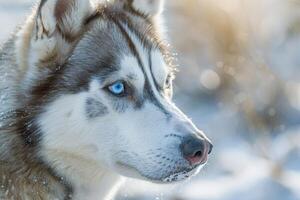 portrait of a siberian husky dog with a blue eye is standing in the snow with blurred bokeh background photo