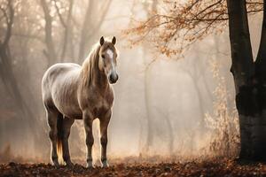 white horse stands in a cold gloomy foggy forest among the trees photo