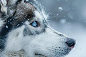 profile view portrait of a siberian husky dog with a blue eye is standing in the snow with blurred background photo