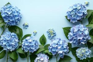 hydrangeas flowers border frame on light blue background top view, beautiful floral template with copy space photo