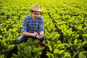 Portrait of farmer who is cultivating spinach. He is examining crops. photo