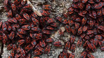 The firebug Pyrrhocoris apterus crawling over the tree bark. Common insect of the family Pyrrhocoridae. Aggregation behavior of the big moving group of firebugs. Close up. Selective focus video