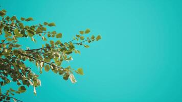 tree windy isolated Realistic Trees From 3d Rendering With Blue Screen Background video