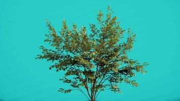 tree windy isolated Realistic Trees From 3d Rendering With Blue Screen Background video
